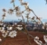 Mandulafa virágzás a Balatonnál