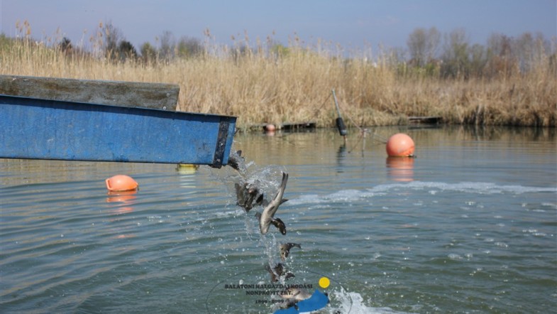 1 tonna halat telepítettek a Balatonba